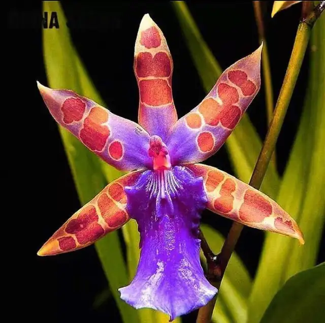 Many varieties of orchids in Plants, Fertilizer & Soil in City of Toronto - Image 5