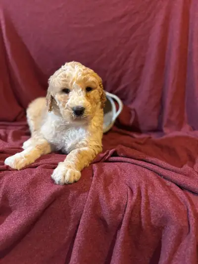 We have a Beautiful Litter of Male GoldenDoodle Pups!. Each puppy has a paper of the Vaccinations an...