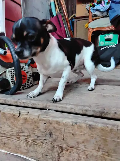 Addorable chihuahua babies ready for new families, View more