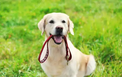Need a reliable dog walker to keep your furry friend happy and active? Look no further! I’m here to...