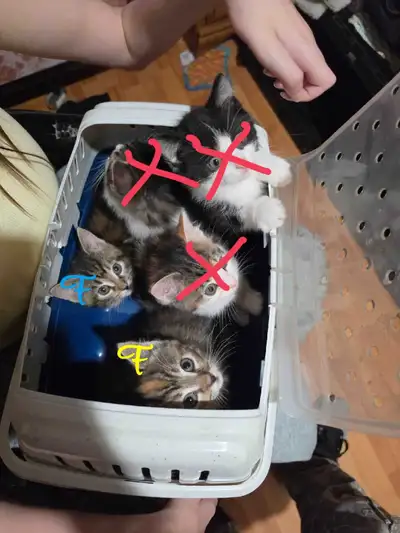 2 baby kittens only 2 females left, View more