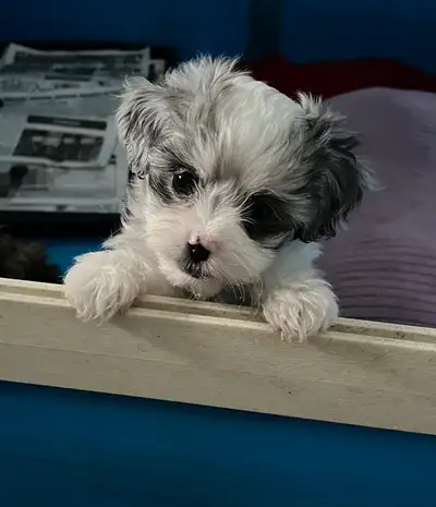 FEMALE PUPPY FOR SALE, View more