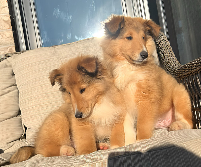 Sheltie puppies for sale, two boys left.   in Dogs & Puppies for Rehoming in Hamilton - Image 2