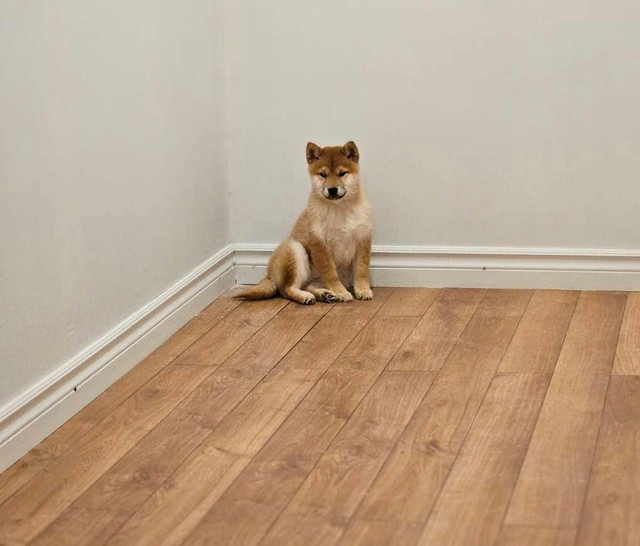 Shiba inu pur race purebreed Shiba inu dans Chiens et chiots à adopter  à Ville de Montréal - Image 2