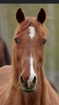 Recherche cheval