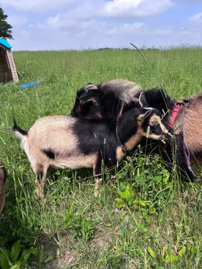 Isabelle - Registered Polled Blue -eyed  Nigerian Dwarf Doe Goat, View more