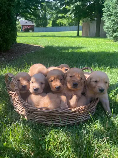 Gorgeous Golden Retriever Pups!, View more