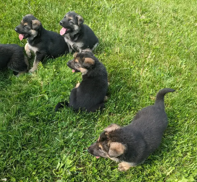 5 Czech Line CKC Registered Working Line German Shepherd in Dogs & Puppies for Rehoming in Owen Sound - Image 6