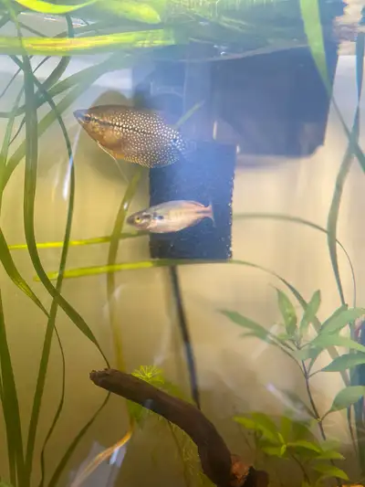 1 Boesemani Rainbow for sale, View more