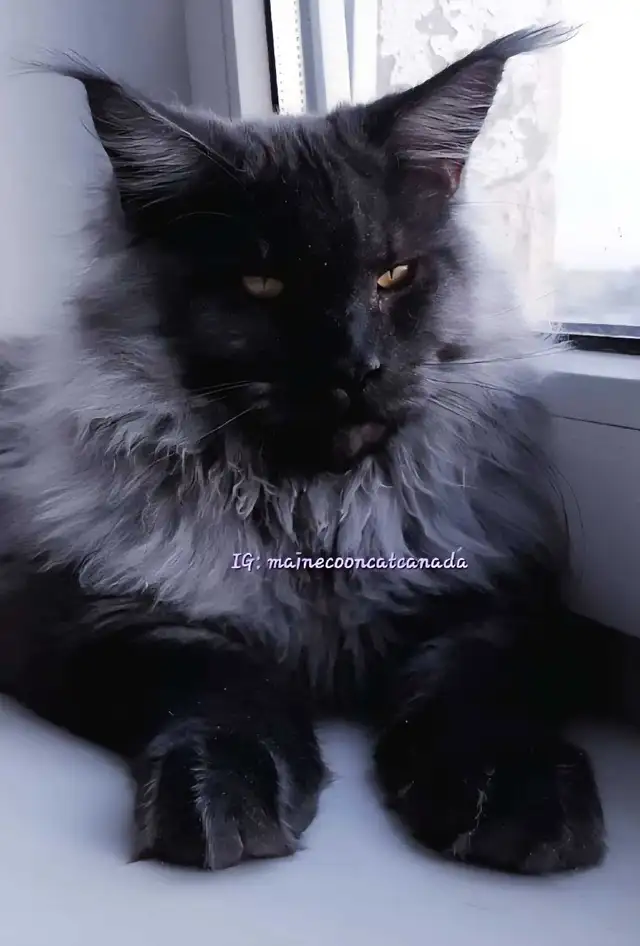 CHAMPION GIGANTIC MAINE COONS