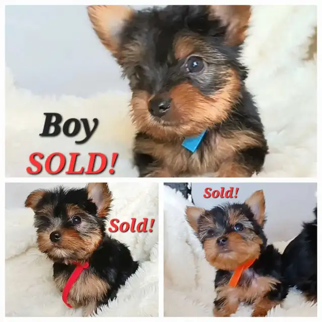 * All Sold! * Pure Yorkie Puppies Available! in Dogs & Puppies for Rehoming in St. Catharines - Image 4