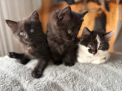 3 femelles chatons à donner, View more