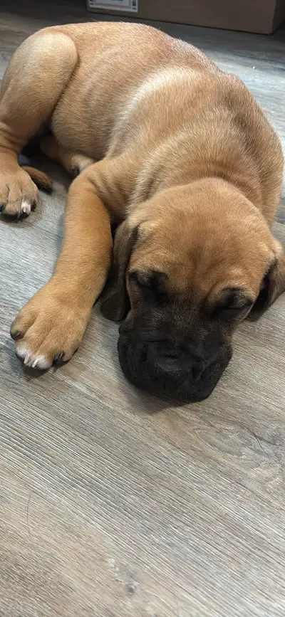 puppy available, View more