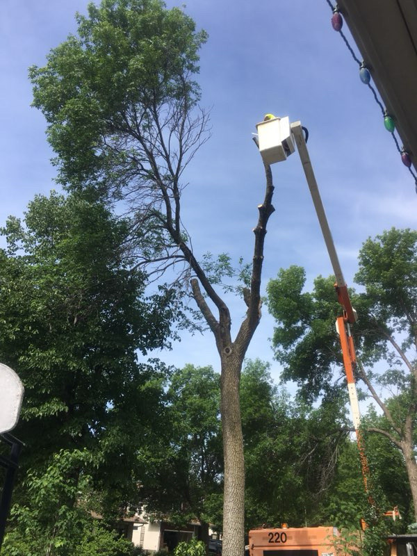 Timber Tree  Removal  in Lawn, Tree Maintenance & Eavestrough in Winnipeg - Image 3