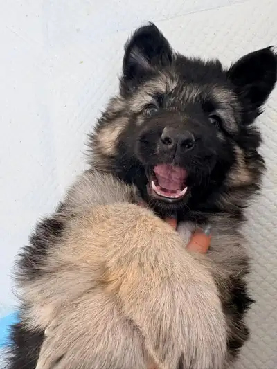 Wait list NOW open German Shepherd long coats, View more