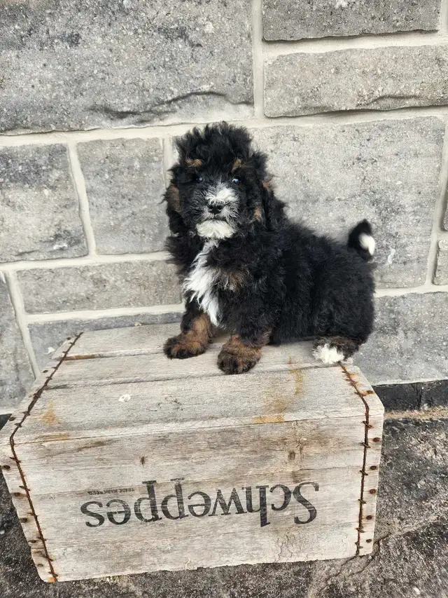 mini Bernedoodle in Dogs & Puppies for Rehoming in Stratford - Image 4