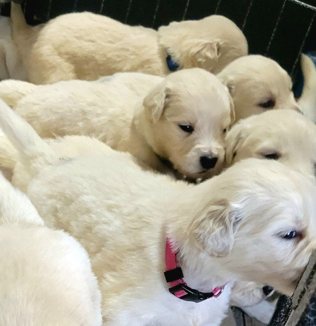 Pure Bred CKC Registered Golden Retriever Puppies Available Dogs & Puppies for Rehoming