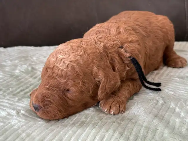 Dark Red Goldendoodles F1b in Dogs & Puppies for Rehoming in Hamilton - Image 6