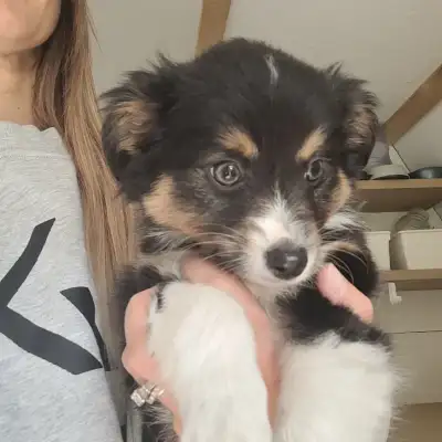 Toy/Mini Australian Shepard puppies, View more