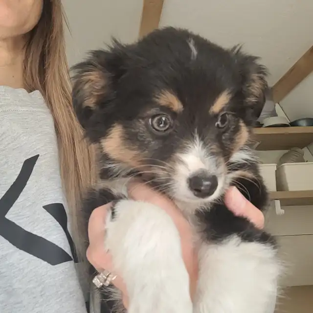 Toy/Mini Australian Shepard puppies in Dogs & Puppies for Rehoming in Dawson Creek - Image 2