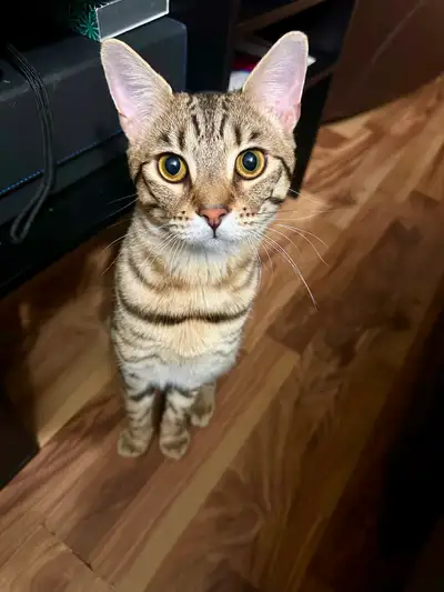 Bengal Mix Brothers, View more