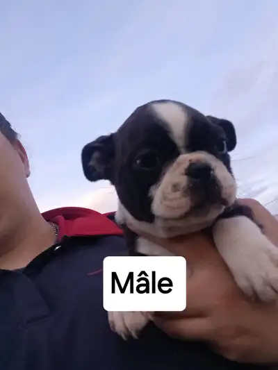chiots Boston terrier Née le 31 mars 2025 1 femelle 1 mâle Vaccinés et vermifuges avec carnet de san...