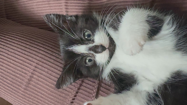 chaton a donné  dans Chats et chatons à adopter  à Granby - Image 3