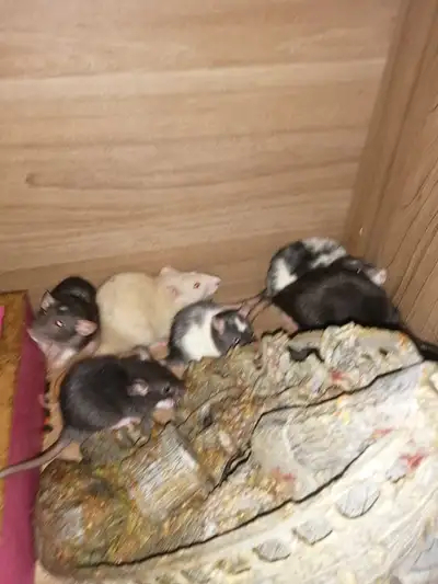 Rat dumbo 40$ ch 2 pour75$, View more