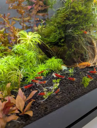 Super crystal red shrimp (Santa bee shrimp) caridina, View more