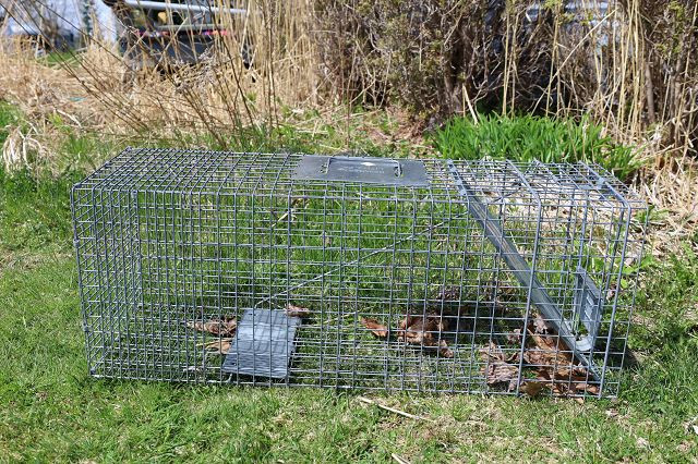 Live trap for raccoon in Accessories in Bridgewater - Image 2