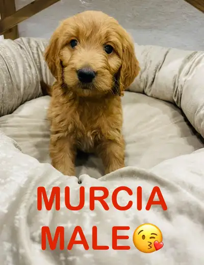 ❤️❤️Stunning Mini Goldendoodle pups❤️❤️, View more