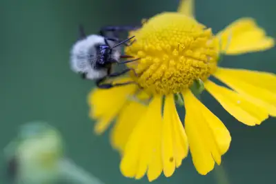 Backyard Rewilding online course at Neighbourhood Habitat School, View more