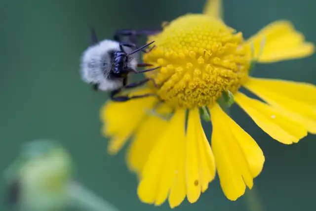 Backyard Rewilding online course at Neighbourhood Habitat School in Classes & Lessons in Belleville - Image 2