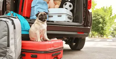 DOG TRANSPORT SERVICES AVAILABLE, View more