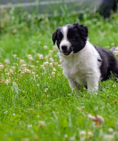 Chiots Border Collie, View more