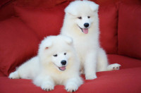 Samoyed puppies 