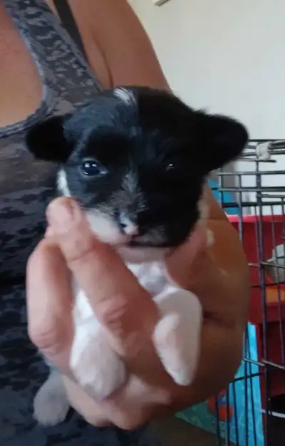 !!ONE PUPPY!!  Yorkie Poo Puppy, View more