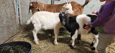 Born March 23. Both bucklings Just weaned (not the mom in the picture with them) Located in Macgrego...