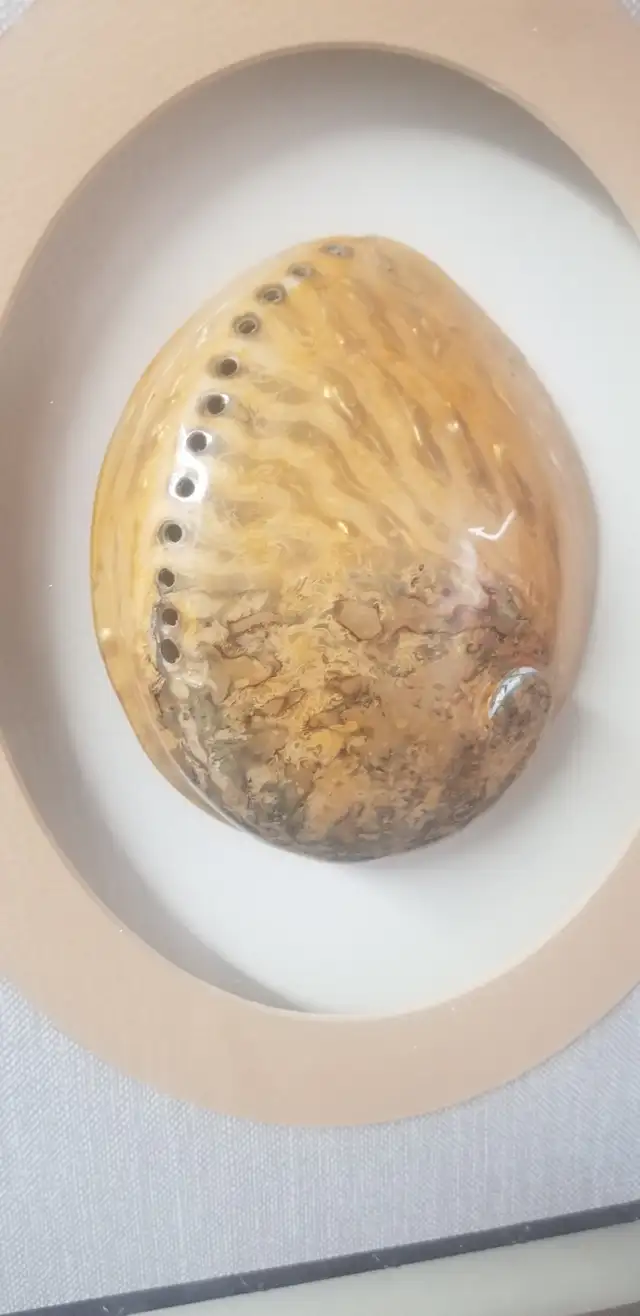 Abalone Shell Shadow Box Wall Art555211074568857602