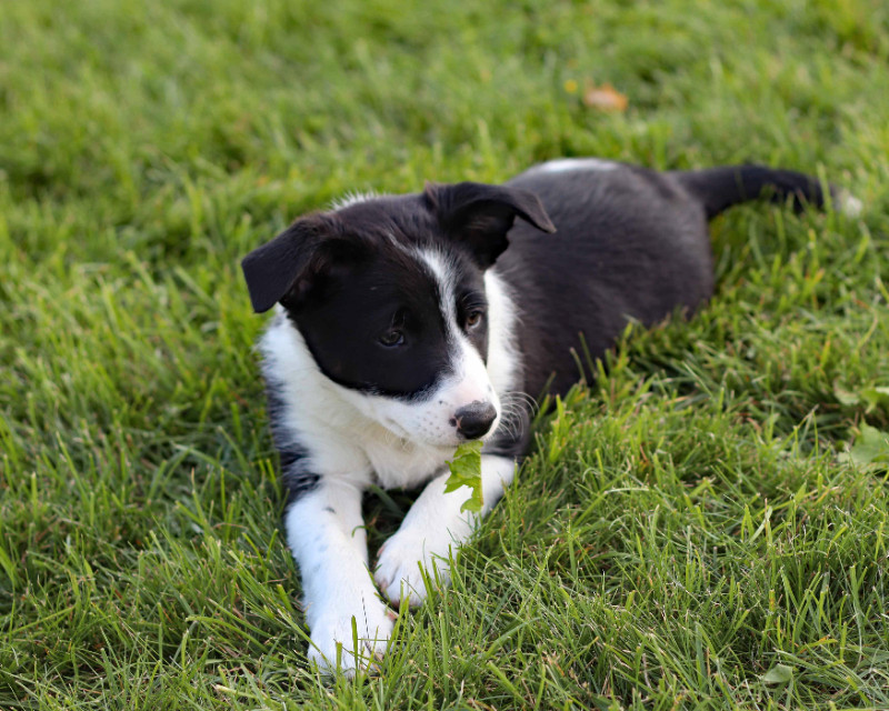 Short haired border collie clearance puppy