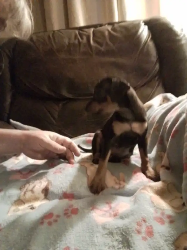 min pin puppies in Dogs & Puppies for Rehoming in Owen Sound - Image 8