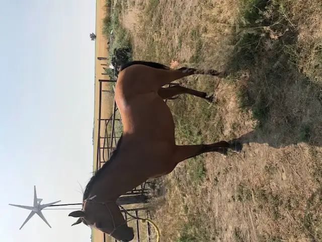 Arabian Horse in Equestrian & Livestock Accessories in Calgary - Image 5
