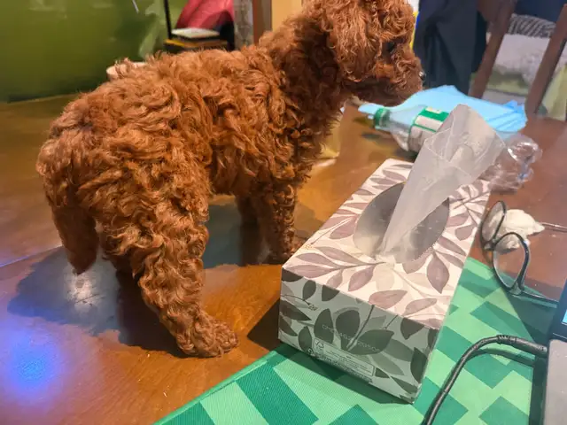 ❤️ Adorable Tiny Toy Poodle  puppies are Available ❤️ in Dogs & Puppies for Rehoming in City of Toronto - Image 7