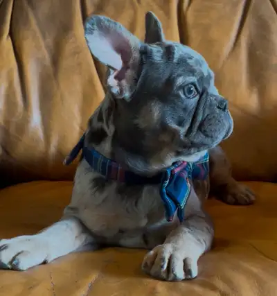 Equisite - Exotic - Elite Blue Merle with Tan Points carries Fluffy in his DNA. He is standard coat...