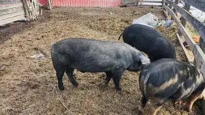 Boar and bred Sow, View more