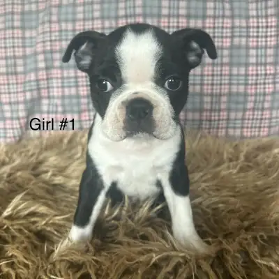 Boston Terrier Puppies, View more