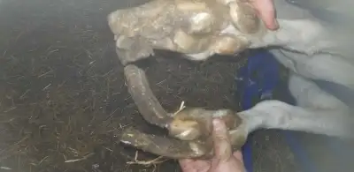 goat farrier, View more