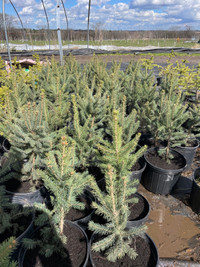 Colorado blue spruce 