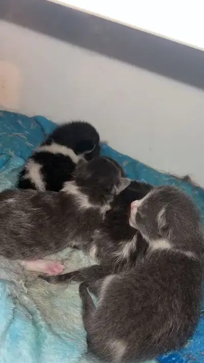 Fresh arrival. Limited Availability. Raised right. We have 3/4 beautiful kittens looking for loving...