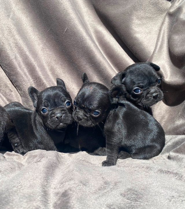 Quality French bulldog puppies in Dogs & Puppies for Rehoming in Barrie - Image 4